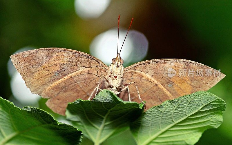 叶蝴蝶(Kallima inachus)展开翅膀看着镜头。